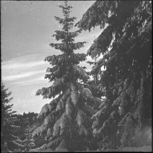 Winter im Schwarzwald