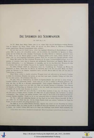 Die Spermien des Schimpansen.