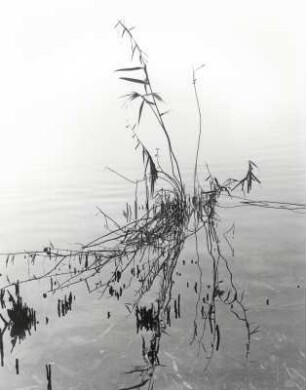 Schilf im Wasser