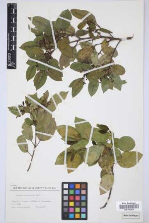 Rhamnus glandulosa Ait.
