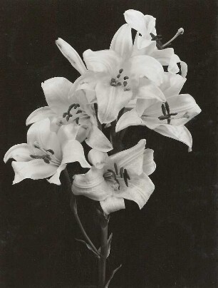 Madonnen-Lilie (Lilium candidum). Blüten