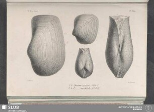 Pl. 360