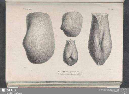 Pl. 360