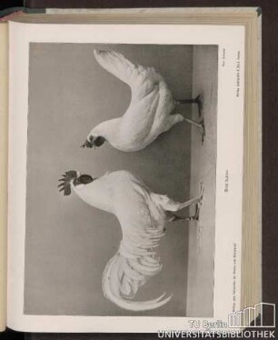 Weiße Leghorn