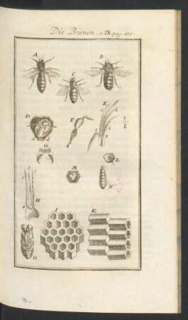 Tafel: Die Bienen.
