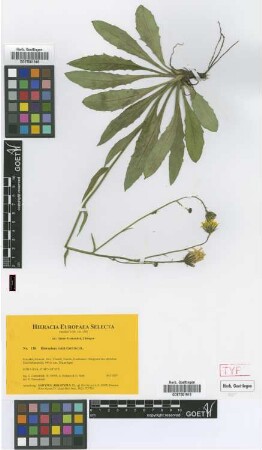 Hieracium rottii Gottschl. [isotype]