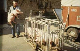 Fotografie: Wiegetechnik, Tierwaage, Ferkelaufzucht