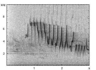 Fitis | Phylloscopus trochilus - Gesang