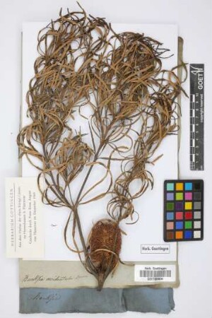 Banksia occidentalis Brown