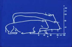 Schemazeichnung: Milchviehhaltung, Anatomie & Physiologie