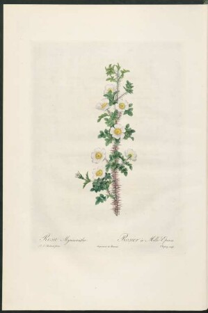 Rosa Myriacantha. Rosier à Mille-Epines. Chapuy sculp.