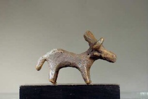 Rind (Stier)