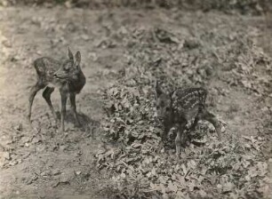 Europa. Reh (Capreolus capreolus), Kitzbock und Kitz
