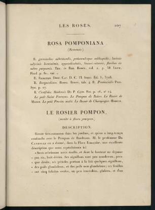 107-109, Rosa Pomponiana (Remensis.) Le Rosier Pompon (variété à fleurs pourpres.)