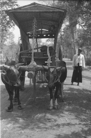 Büffelkarren (Exkursion: Niederländisch-Indien 1938)
