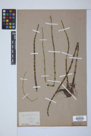 Equisetum fluviatile L.