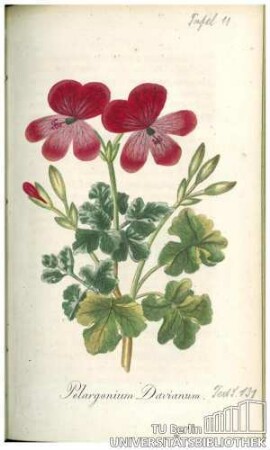 Pelargonium Davianum