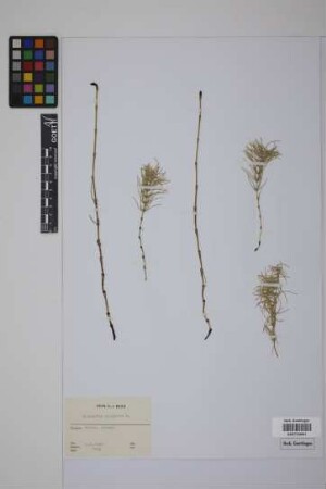 Equisetum palustre L.