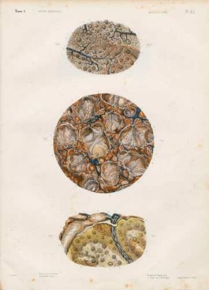 Mikroskopische Studie der Milz