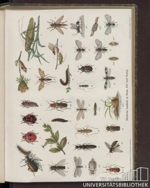 Nützliche Insekten in Haus, Hof und Garten