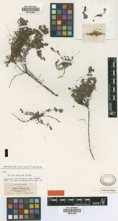 Galium aetnicum Biv. [isotype]