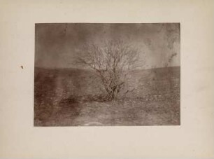 Wüstenlandschaft : Einzelner Baum in einer Wüstenlandschaft.