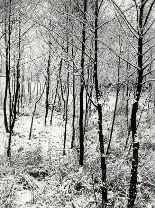 Winter im Wald