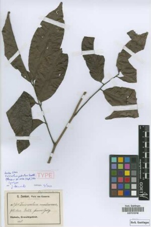 Eriocoelum petiolare Radlk. [syntype]