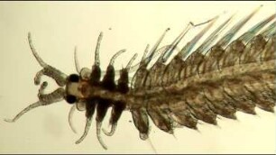 Myrianida prolifera Helgoland 2019