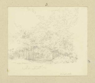 Waldlichtung