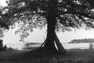 Senftenberg-Niemtsch. Blick von der Mühleneiche zum Senftenberger See