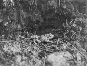 Gemeine Geburtshelferkröte : Gemeines Geburtshelferkrötenmännchen (Alytes obstetricans), Terrarientier.
