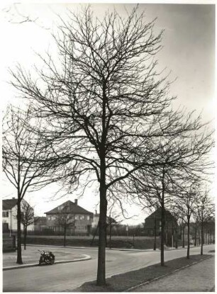 Vogelbeere oder Eberesche (Sorbus aucuparia, L. ; Syn. Pyrus aucuparia, Gaertner) auf der Teplitzer Straße in Dresden. Unbelaubt