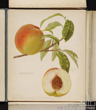Leopold I.