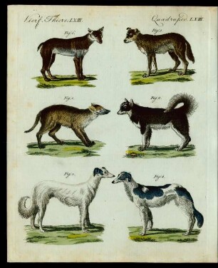 Hunde verschiedener Art.