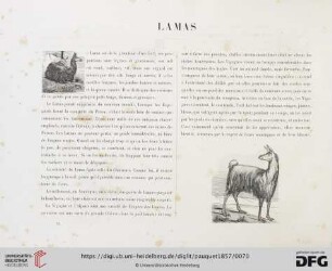 Lamas