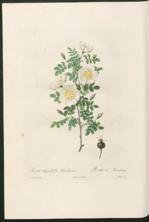 Rosa Pimpinelli folia Mariæburgensis. Rosier de Marienbourg. Chapuy sculp.
