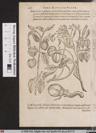 Pflanzen-Physiognomie.