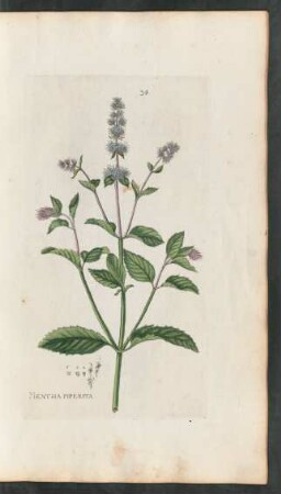 34. Mentha piperitis