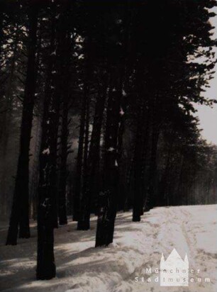 Winterwald