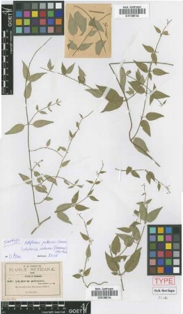 Astephanus pubescens Greenm. [isotype]