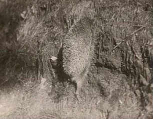 Igel (Erinaceus europaeus L.) beim Erklettern einer Böschung