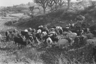 Rinder im Maisstroh : Savannenlandschaft mit Kakteen und einer Rinderherde