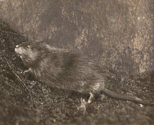 Bisamratte (Fiber zibethicus L.) an Land