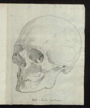 XXXIV. Iudaei centenarii