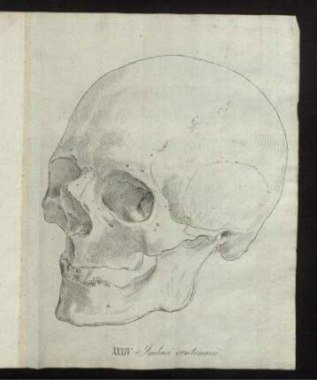 XXXIV. Iudaei centenarii