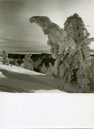 Winter am Feldberg