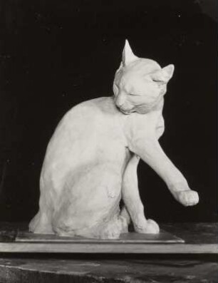 Katze, sich putzend
