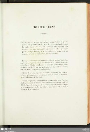Fraisier Lucas