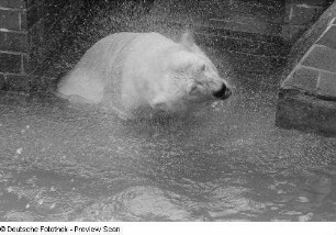Eisbär : Ein badender Eisbär im Zoo